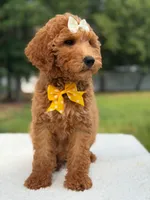 Rosie- F1b Medium , a female Goldendoodle for sale in Frostproof, FL – 3 of 10