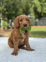Aspen- F1 mini , a male Goldendoodle for sale in Frostproof, FL – 4 of 10