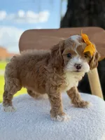 Joy- F1bb toy , a female Goldendoodle for sale in Frostproof, FL – 9 of 10