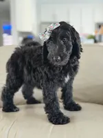 Adore- F1b Standard , a female Goldendoodle for sale in Frostproof, FL – 3 of 10