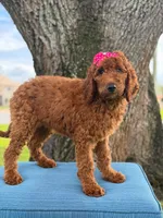 Gemma- F1b Standard , a female Goldendoodle for sale in Frostproof, FL – 9 of 10