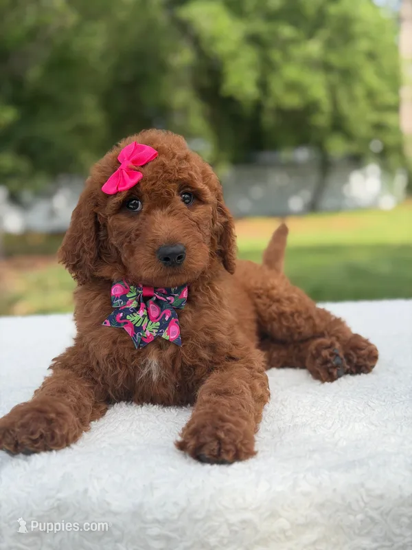 Camille- F1b Standard  – Goldendoodle puppy for sale in Frostproof, FL