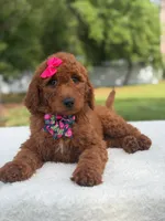 Camille- F1b Standard , a female Goldendoodle for sale in Frostproof, FL – 1 of 10