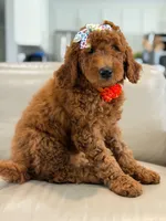 Ember- F1b Medium , a female Goldendoodle for sale in Frostproof, FL – 4 of 10