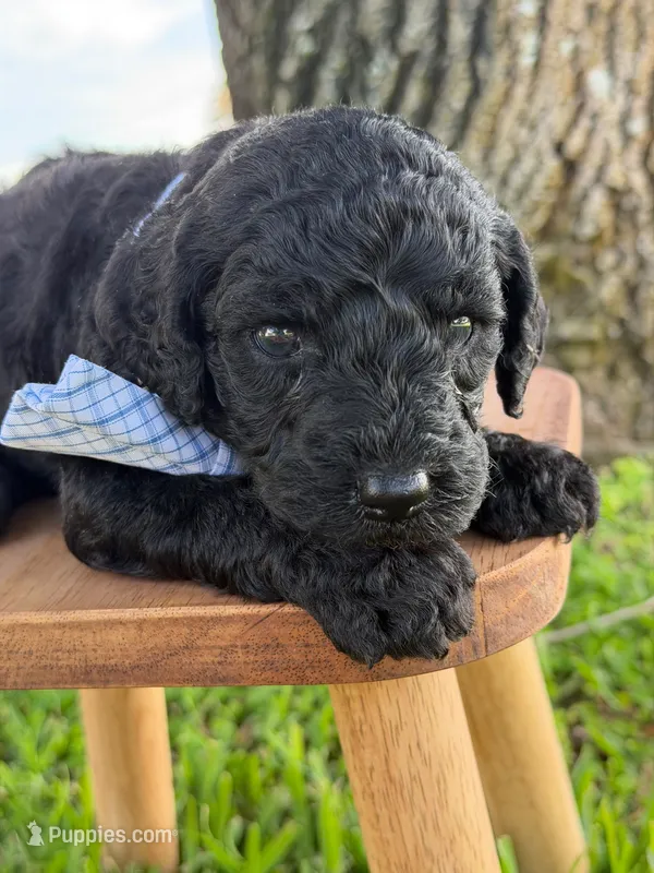 Axton- F1b Standard  – Goldendoodle puppy for sale in Frostproof, FL
