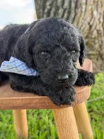 Axton- F1b Standard , a male Goldendoodle for sale in Frostproof, FL – 1 of 10