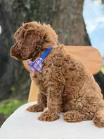 Scooby- F1b Toy , a male Goldendoodle for sale in Frostproof, FL – 2 of 10
