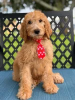 Shiloh- F1b Standard , a male Goldendoodle for sale in Frostproof, FL – 4 of 10