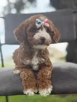 Winnie- F1bb Mini , a female Goldendoodle for sale in Frostproof, FL – 9 of 10