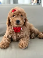 Jemma- F1b Mini , a female Goldendoodle for sale in Frostproof, FL – 1 of 10