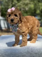 Celine-F1b Mini , a female Goldendoodle for sale in Frostproof, FL – Photo 3 of 10