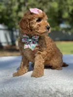 Celine-F1b Mini , a female Goldendoodle for sale in Frostproof, FL – Photo 7 of 10