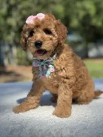 Celine-F1b Mini , a female Goldendoodle for sale in Frostproof, FL – Photo 4 of 10