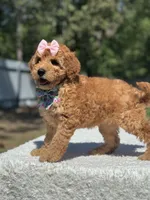 Celine-F1b Mini , a female Goldendoodle for sale in Frostproof, FL – Photo 10 of 10