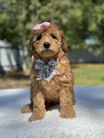 Celine-F1b Mini , a female Goldendoodle for sale in Frostproof, FL – Photo 5 of 10