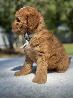 Celine-F1b Mini , a female Goldendoodle for sale in Frostproof, FL – Photo 9 of 10