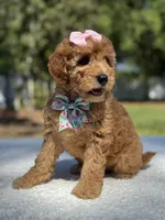 Celine-F1b Mini , a female Goldendoodle for sale in Frostproof, FL – Photo 8 of 10