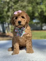 Celine-F1b Mini , a female Goldendoodle for sale in Frostproof, FL – Photo 6 of 10