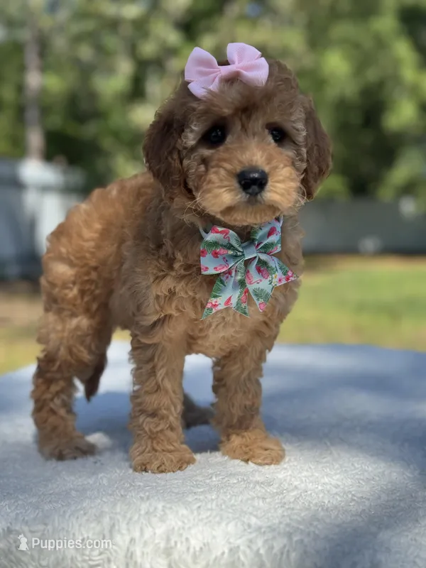 Celine-F1b Mini  – Goldendoodle puppy for sale in Frostproof, FL
