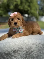 Celine-F1b Mini , a female Goldendoodle for sale in Frostproof, FL – Photo 2 of 10