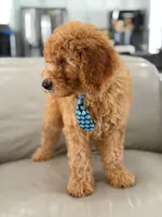 Emmett- F1b Medium , a male Goldendoodle for sale in Frostproof, FL – 6 of 10