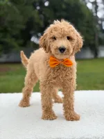 Ryder- F1b Medium , a male Goldendoodle for sale in Frostproof, FL – 6 of 10