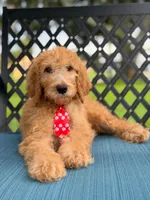 Shiloh- F1b Standard , a male Goldendoodle for sale in Frostproof, FL – 2 of 10