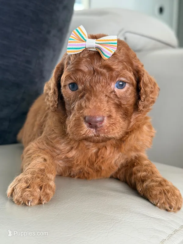 Sabrina- F1b Standard  – Goldendoodle puppy for sale in Frostproof, FL