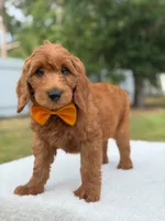 Weston- F1b Medium, a male Goldendoodle for sale in Frostproof, FL – 4 of 10