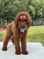 Camille- F1b Standard, a female Goldendoodle for sale in Frostproof, FL – 8 of 10