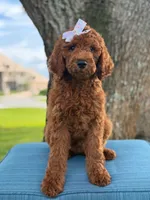 Gianna- F1b Standard , a female Goldendoodle for sale in Frostproof, FL – 1 of 10