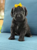 Diamond- F1 Standard, a female Goldendoodle for sale in Frostproof, FL – 9 of 10