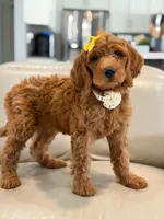 Eloise- F1b Medium , a female Goldendoodle for sale in Frostproof, FL – 7 of 10