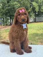 Camille- F1b Standard, a female Goldendoodle for sale in Frostproof, FL – 4 of 10