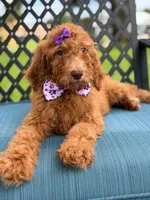 Summer- F1b Standard , a female Goldendoodle for sale in Frostproof, FL – 8 of 8