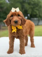 Willow- F1b Medium, a female Goldendoodle for sale in Frostproof, FL – 5 of 10