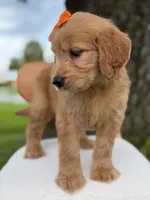 Annabelle- F1 Standard 💜, a female Goldendoodle for sale in Frostproof, FL – 7 of 10