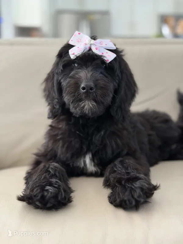 Onyx- F1 Standard  – Goldendoodle puppy for sale in Frostproof, FL