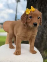 Arabella- F1 Standard 💜, a female Goldendoodle for sale in Frostproof, FL – 2 of 10