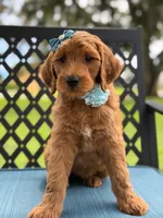 Trixie- F1b Medium , a female Goldendoodle for sale in Frostproof, FL – 5 of 10