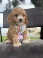 Oliver- F1bb Mini , a male Goldendoodle for sale in Frostproof, FL – 3 of 10