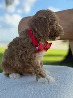 Jaxon- F1bb Toy , a male Goldendoodle for sale in Frostproof, FL – 10 of 10