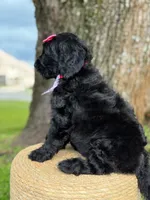 Diamond- F1 Standard, a female Goldendoodle for sale in Frostproof, FL – 9 of 10