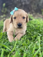 London- F1b Medium , a female Goldendoodle for sale in Frostproof, FL – 8 of 10