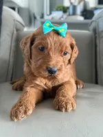 Savannah- F1b Standard , a female Goldendoodle for sale in Frostproof, FL – 6 of 8