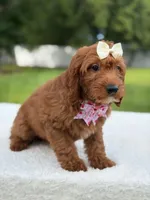 Tiana- F1b Mini , a female Goldendoodle for sale in Frostproof, FL – 2 of 10