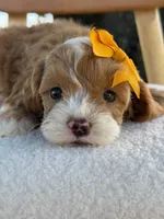 Joy- F1bb toy , a female Goldendoodle for sale in Frostproof, FL – 8 of 10
