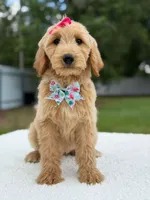 Reese- F1b Medium, a female Goldendoodle for sale in Frostproof, FL – 6 of 10