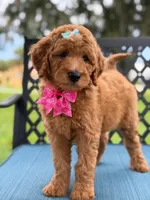 Lulú- F1b Medium , a female Goldendoodle for sale in Frostproof, FL – 8 of 10