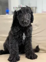 Adore- F1b Standard , a female Goldendoodle for sale in Frostproof, FL – 7 of 10